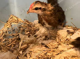 Pair of Dutch bantams off heat
