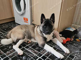 Japanese akita