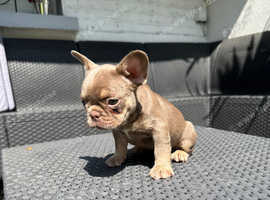 Urgent Female Newshade Isabella & tan carrying fluffy