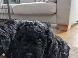 Hungarian Puli puppies for sale