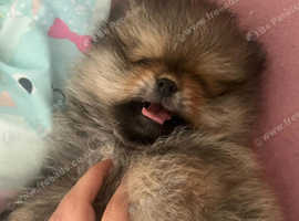 Mini Pomeranian