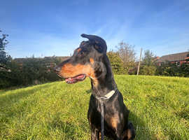 Silver doberman puppies for clearance sale