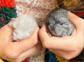 Two beautiful angora velvet pedigree chinchilla kits