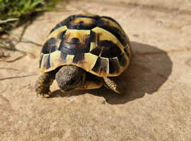 Hermann tortoise and full set up