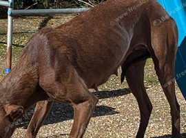 Hancock lurcher hot sale pups for sale