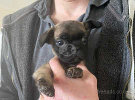 Frug puppies (frenchie x pug )