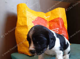 Sprocker puppies for sale. NOW REDUCED