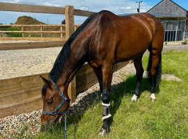 Good family pony