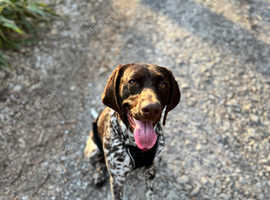 Urgent rehoming - GSP female
