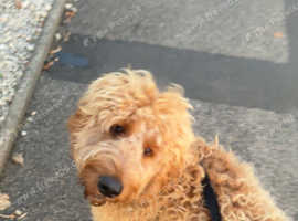 11 month old Irish doodle male (red setter/poodle)