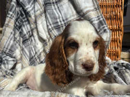 Stunning Show Cocker Spaniel girl fully vaccinated