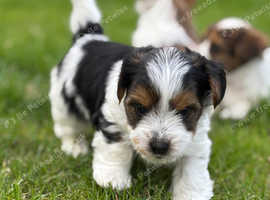 Beautiful bold pups