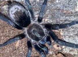 Peruvian green velvet and Brazilian blue tarantulas