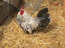 Sablepoot booted bantam rooster