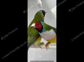 Gouldians and parrot finches