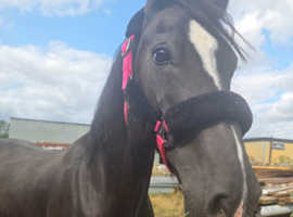Beautiful Welsh D Mare