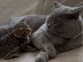 Dating Cat
