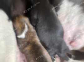 Collie whippetX bullgreyhound