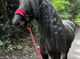 Head turner hairy fell pony (not a child's ride)