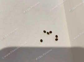 Indian stick insect eggs