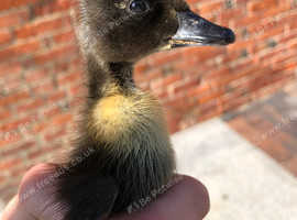 Lovely Off Heat Black Swedish Ducklings