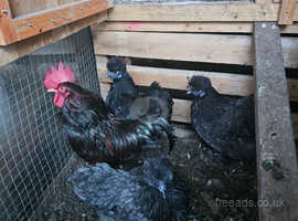 Satin silkie hens with barnevelder rooster fertile hatching eggs