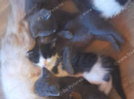 kittens