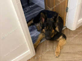 11 month old german shepherd