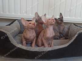 4 beautiful sphynx kittens for sale ready to leave