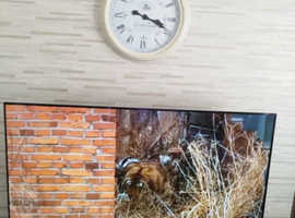 Sony tv