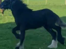 Stepping cob