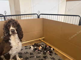 Stunning sprocker spaniel puppies