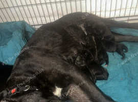 Cane corso puppies read the full description