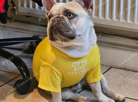 French bulldog for adoption