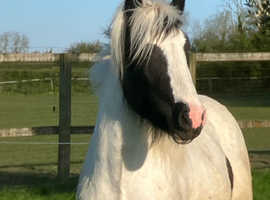 2 Year old American Paint X Cob Booked in for gelding 13 May