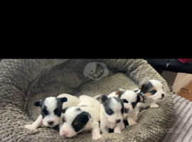Very gorgeous Biewer puppies for sale