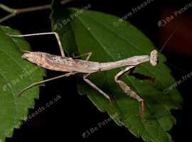 Praying Mantises  Stagmomantis