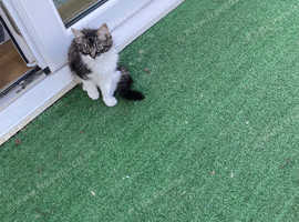 Maine coon mix