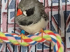 Black cheek zebra finch