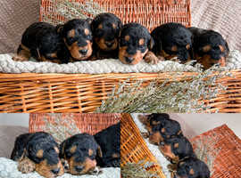 QUALITY KC AIREDALE TERRIERS