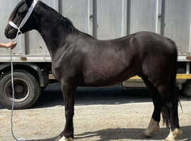 2 year old gelding to make 14.2hh