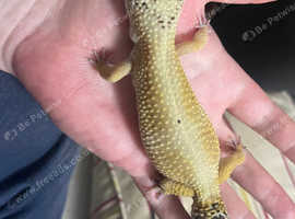 Leopard gecko
