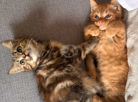 Persian x kittens