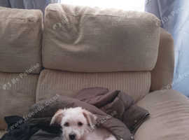 Maltese crossed shih tzu