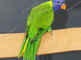 Rainbow Lorikeet,8