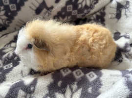 Swiss baby Guinea pigs