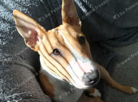 Beautiful English bull terrier,/staffy female puppy