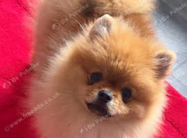 Last boy Pomeranian