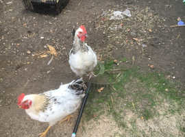 Chickens For Sale Rehome In Southbourne Find Livestocks For Sale