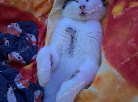 18 month old, male, Japanese Bobtail Cat